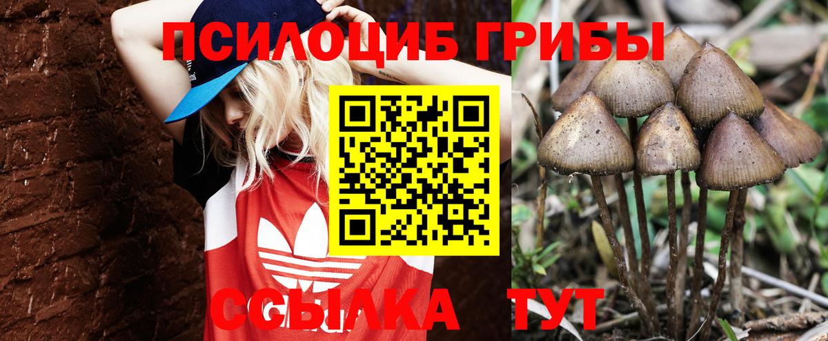 Псилоцибиновые грибы Cubensis Фролово